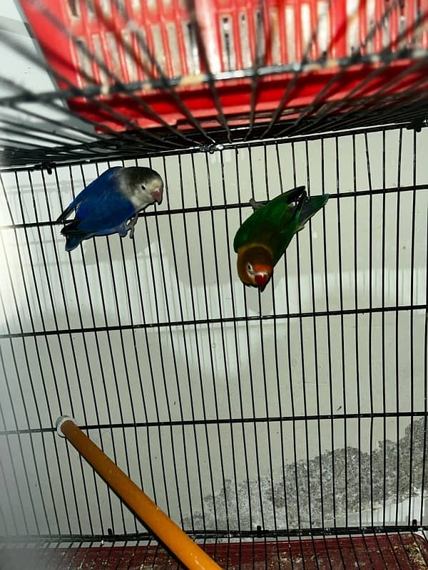 Love Birds Fisher Blue Green 0