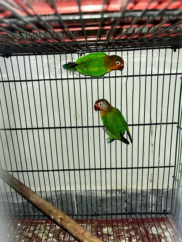 Love Birds Fisher Blue Green 2