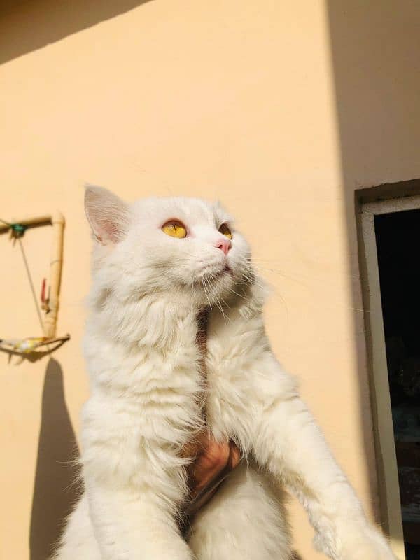 Persian cat pair for sale 0