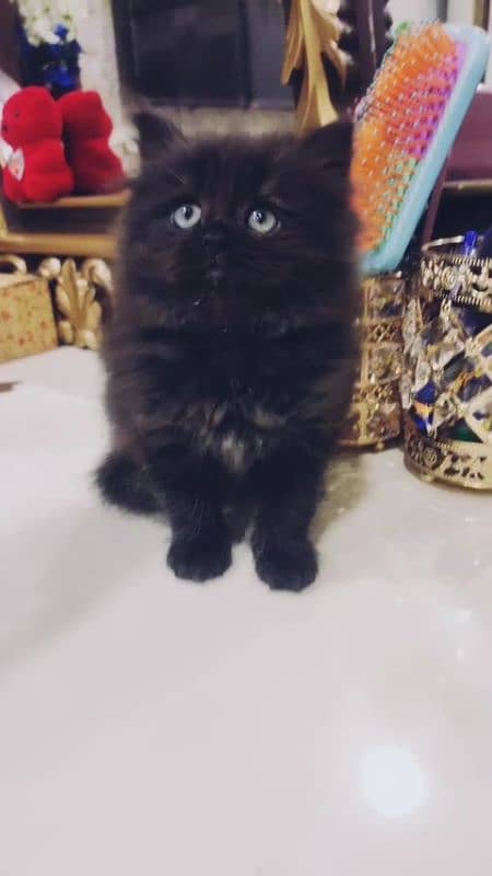 Cat / kitten for sale ( Persian cat ) 0