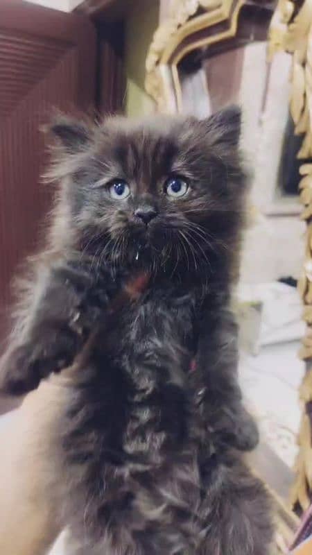 Cat / kitten for sale ( Persian cat ) 2