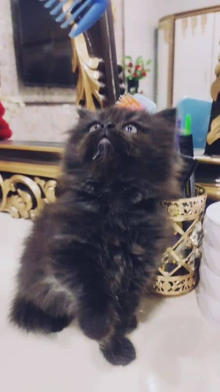 Cat / kitten for sale ( Persian cat ) 3