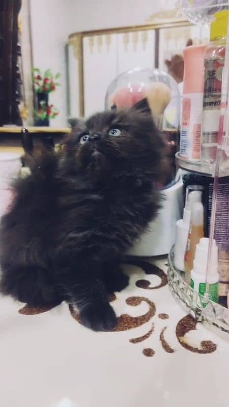 Cat / kitten for sale ( Persian cat ) 4