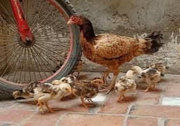 Amroha & lakha cross female with 8 chicks