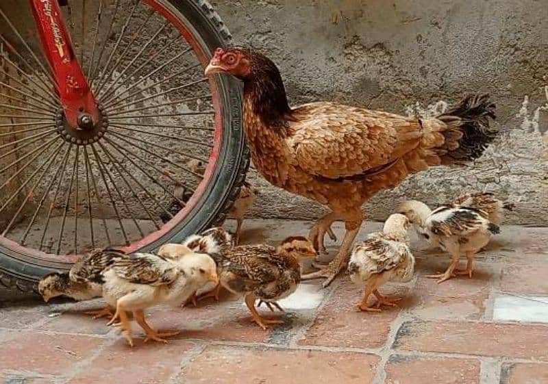 Amroha & lakha cross female with 8 chicks 0