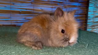 lion head dwarf male fancy rabbit