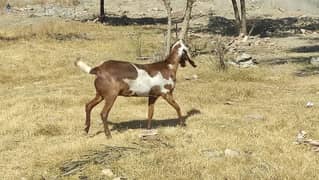 Bakri (Goat)