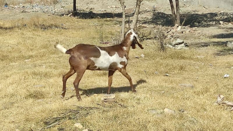 Bakri (Goat) 0