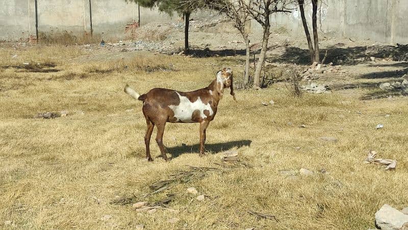 Bakri (Goat) 3