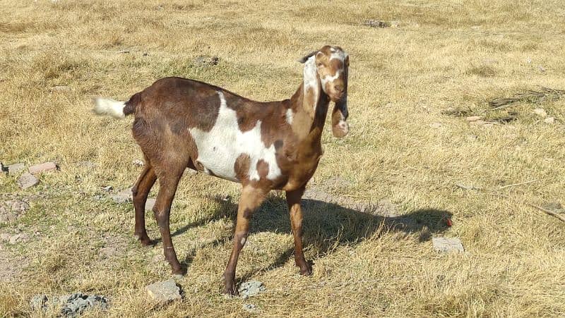 Bakri (Goat) 4