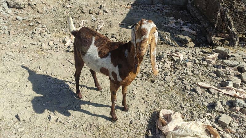 Bakri (Goat) 10