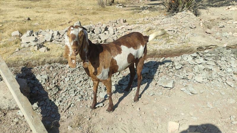 Bakri (Goat) 5