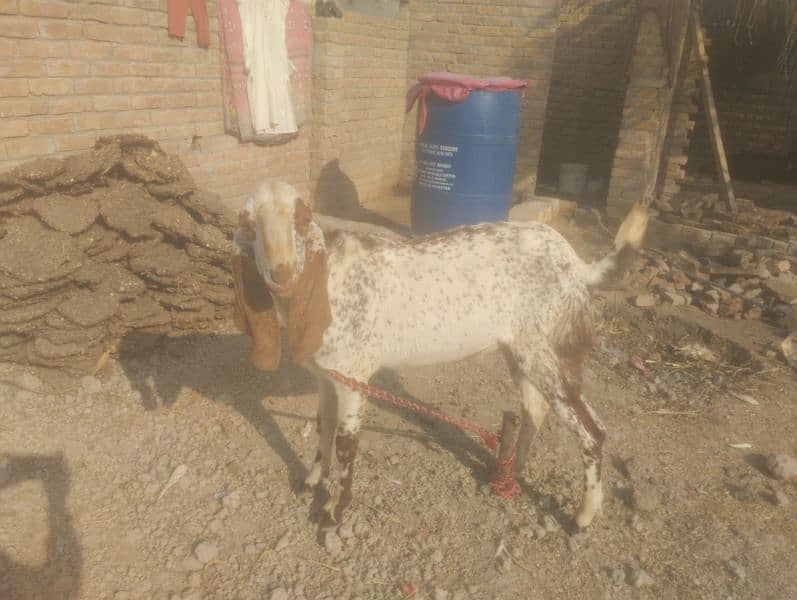 makhi cheena bkra for sale 1