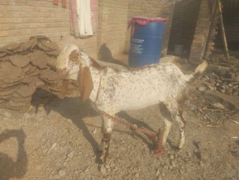 makhi cheena bkra for sale 2