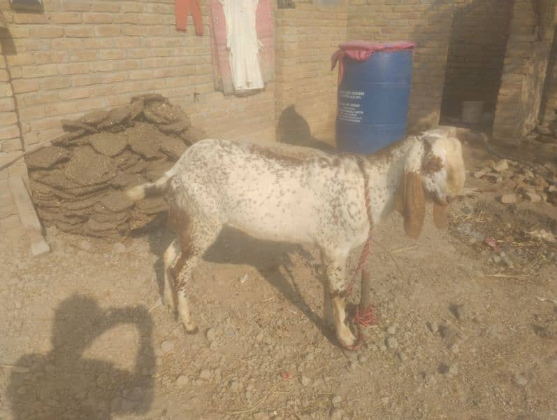 makhi cheena bkra for sale 3