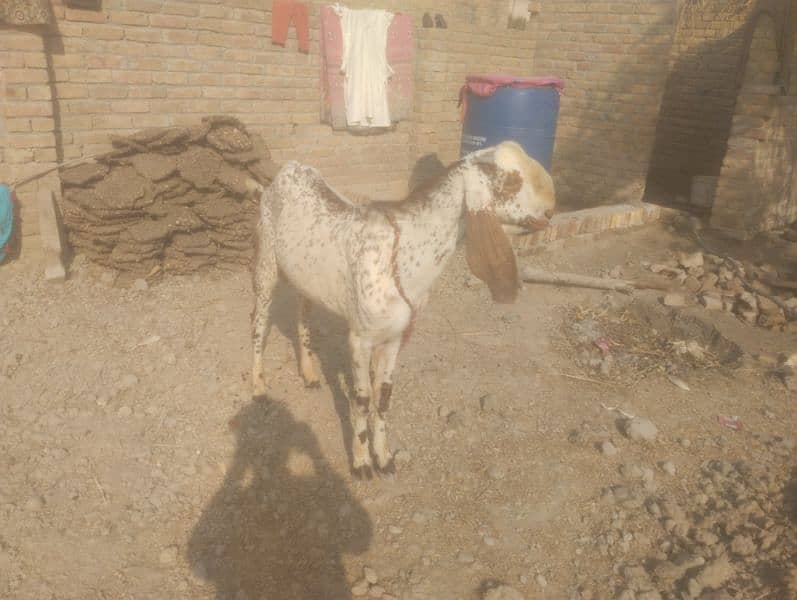 makhi cheena bkra for sale 4