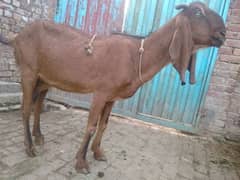 desi gubbun bakri for 2 month