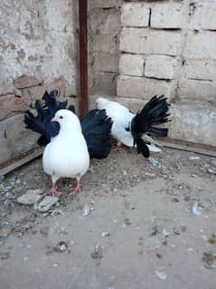 Black tail breeder pair