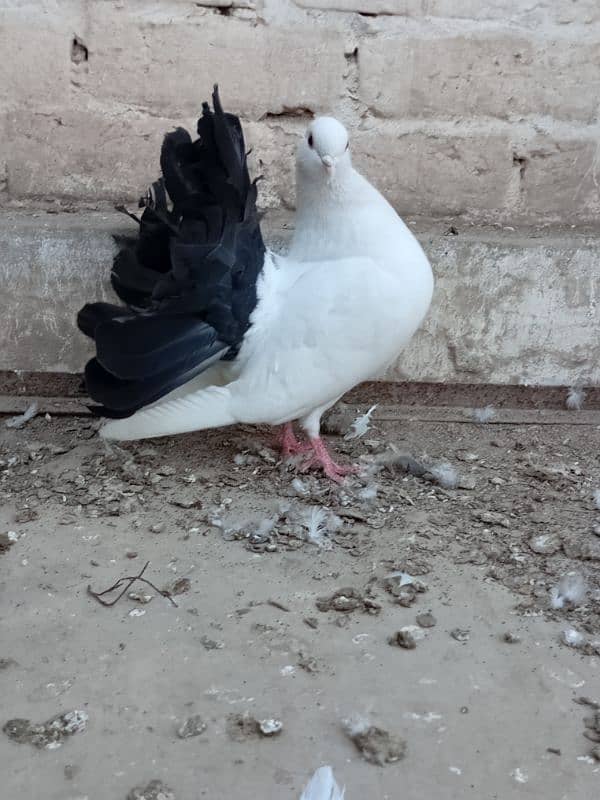 Black tail breeder pair 2