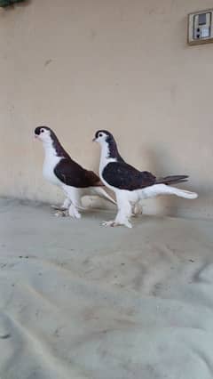 Lahore Sherazi pigeon