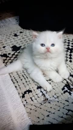 white cat/Punch face Kittens|persian cat|cute|tripple|fluffy kitty