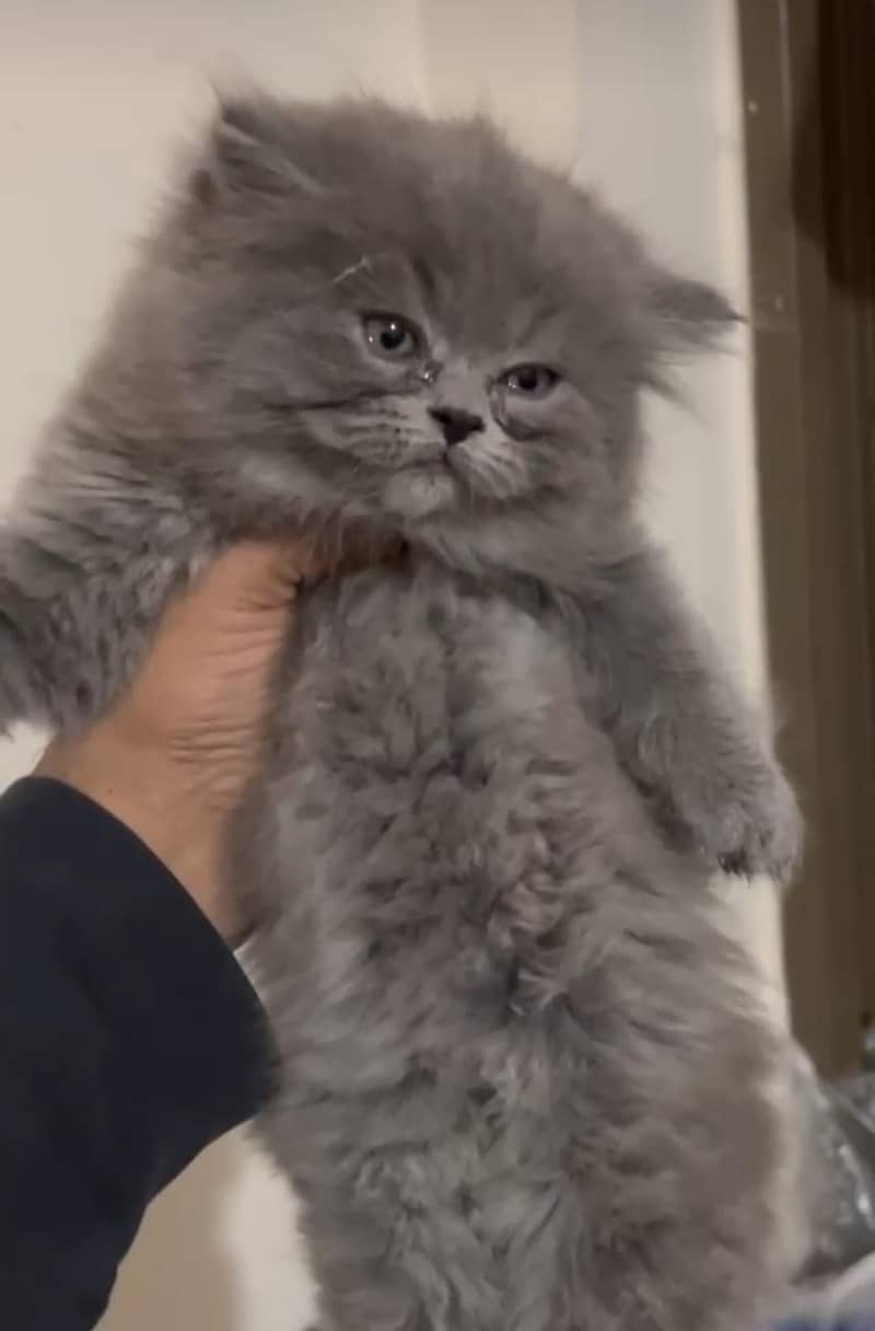 white cat/Punch face Kittens|persian cat|cute|tripple|fluffy kitty 2