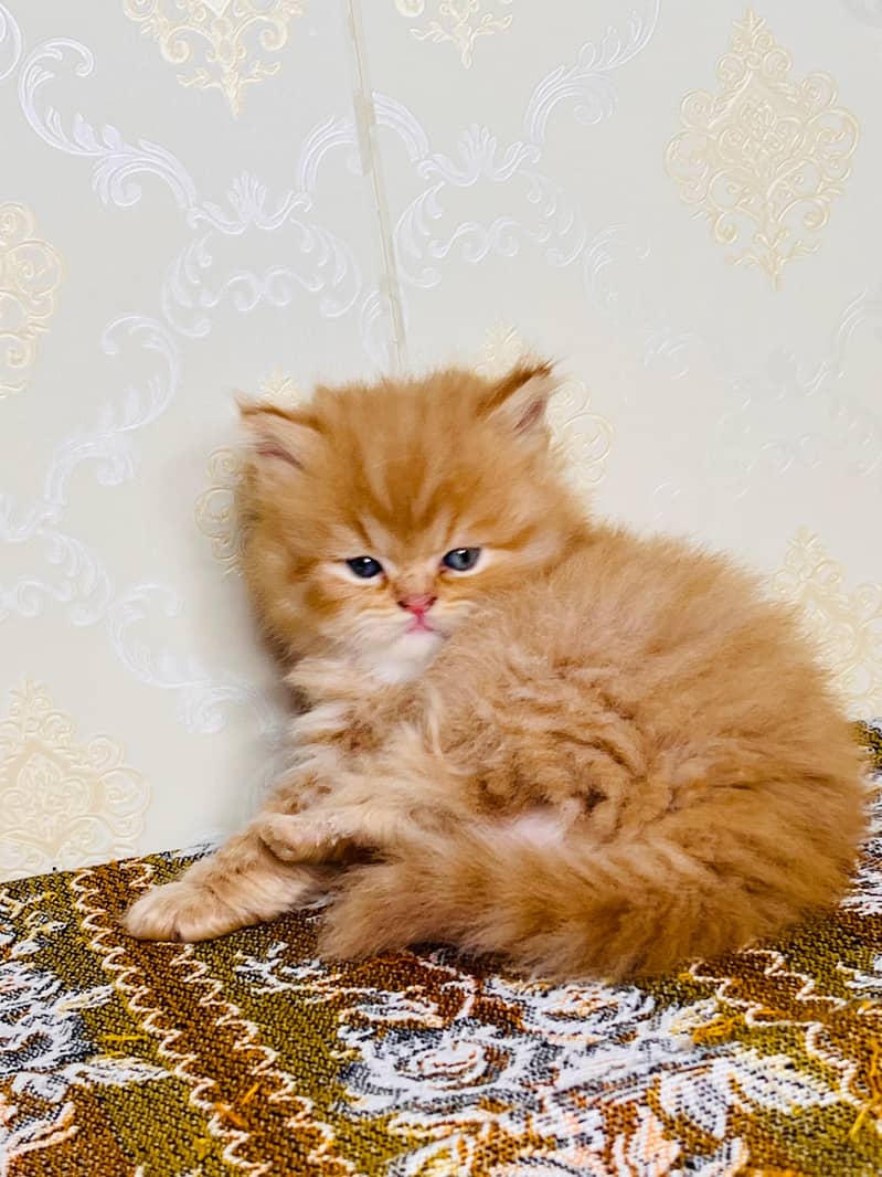 white cat/Punch face Kittens|persian cat|cute|tripple|fluffy kitty 3