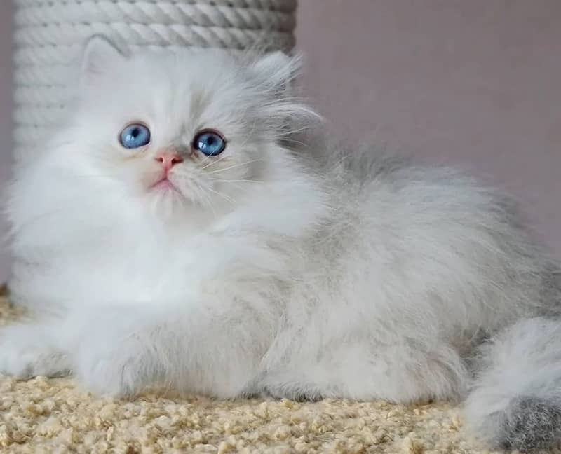 white cat/Punch face Kittens|persian cat|cute|tripple|fluffy kitty 4