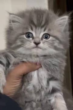 white cat/Punch face Kittens|persian cat|cute|tripple|fluffy kitty