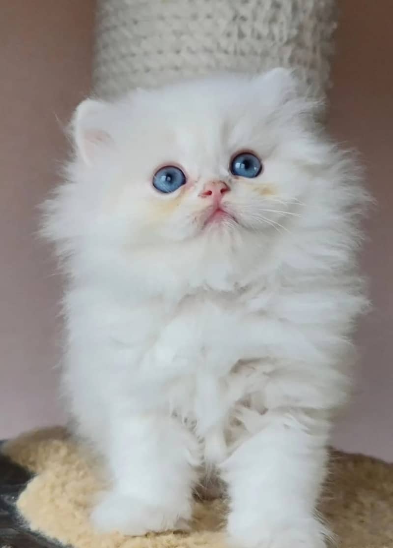 white cat/Punch face Kittens|persian cat|cute|tripple|fluffy kitty 6