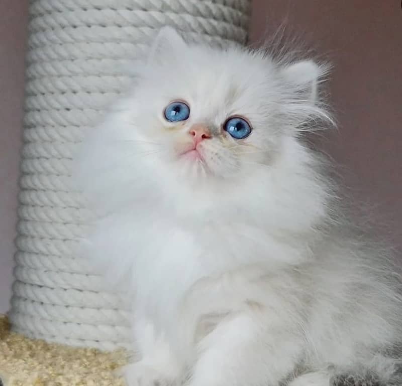 white cat/Punch face Kittens|persian cat|cute|tripple|fluffy kitty 7