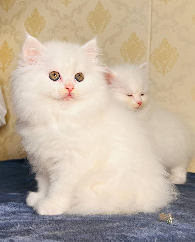 white cat/Punch face Kittens|persian cat|cute|tripple|fluffy kitty 9