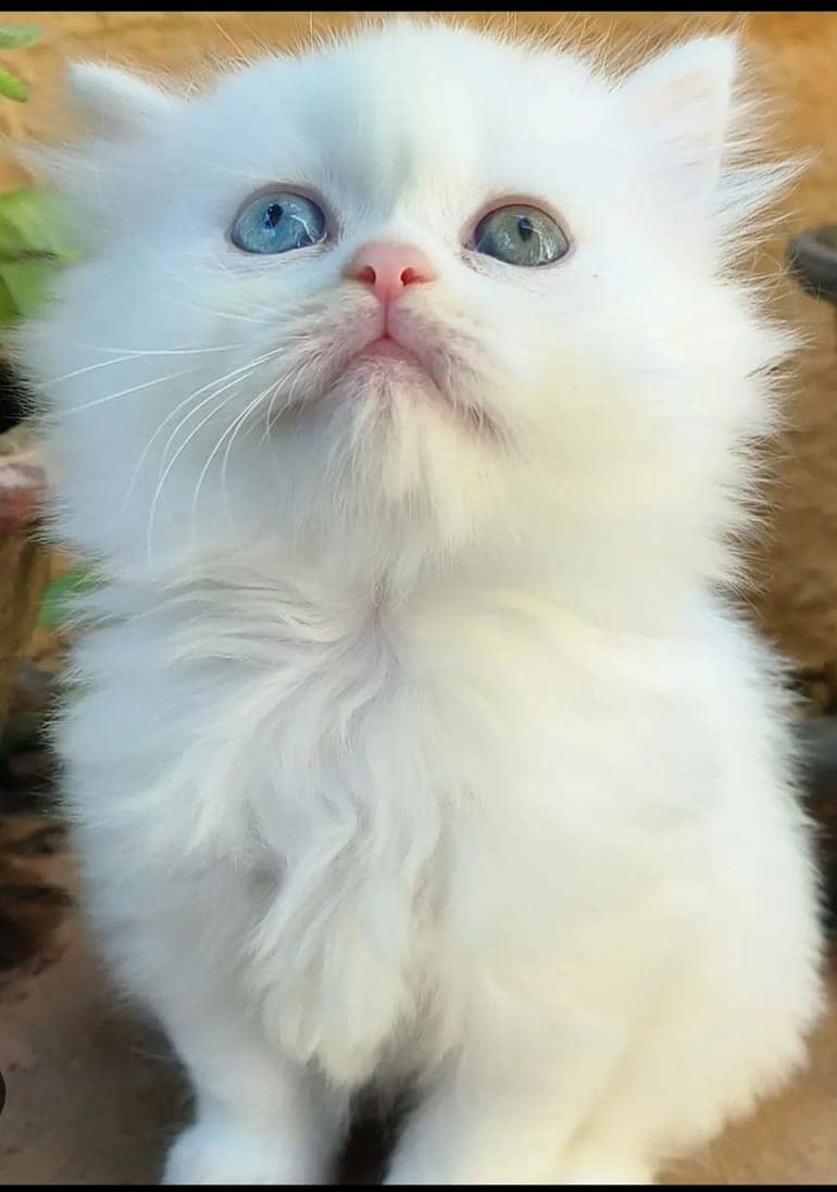 white cat/Punch face Kittens|persian cat|cute|tripple|fluffy kitty 10