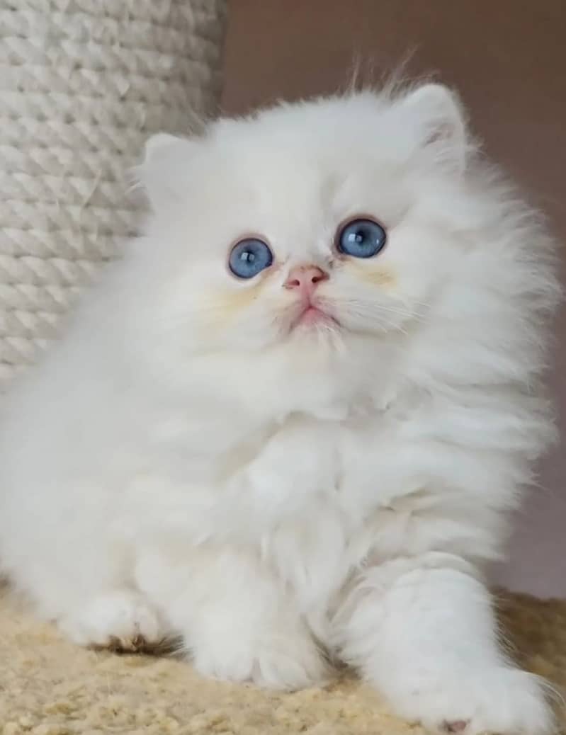 white cat/Punch face Kittens|persian cat|cute|tripple|fluffy kitty 12