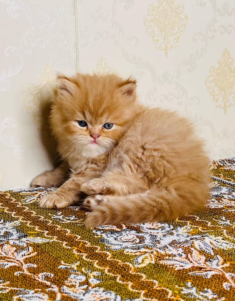 white cat/Punch face Kittens|persian cat|cute|tripple|fluffy kitty 13