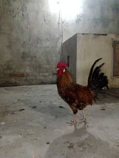 golden misri new fresh hen Hai