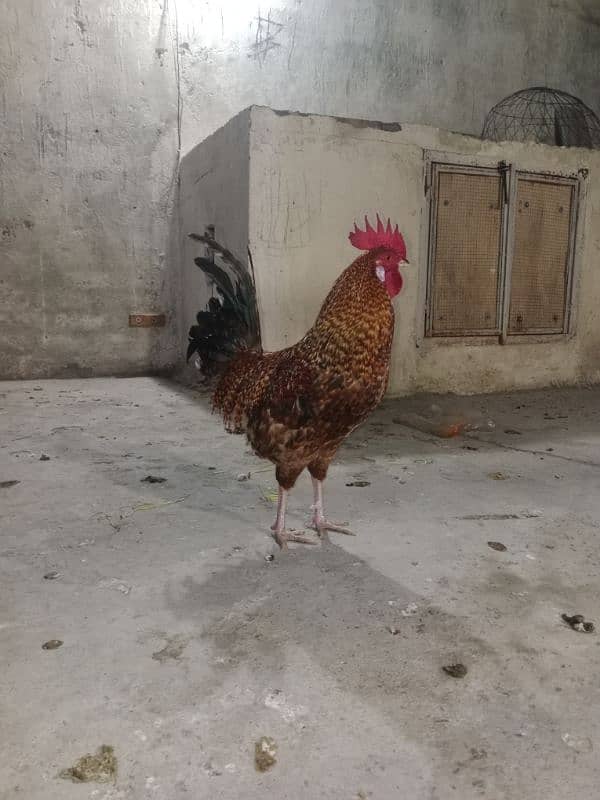 golden misri new fresh hen Hai 1