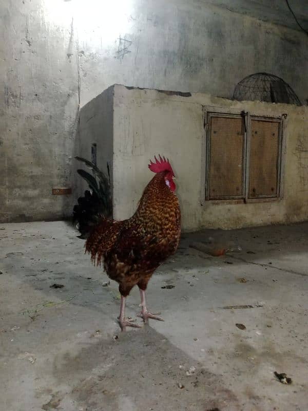 golden misri new fresh hen Hai 2