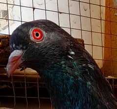 pigeon pure kamagar male ? 03224690184