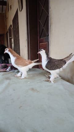 lahore Sherazi pigeon (Chichawatni)