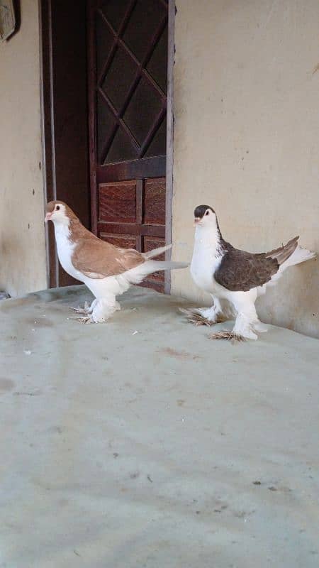 lahore Sherazi pigeon (Chichawatni) 1