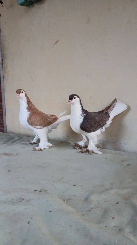 lahore Sherazi pigeon (Chichawatni) 2