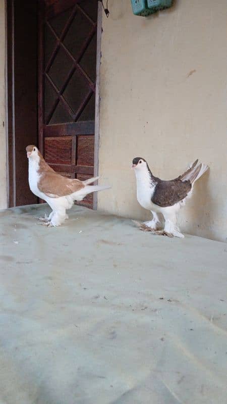 lahore Sherazi pigeon (Chichawatni) 3