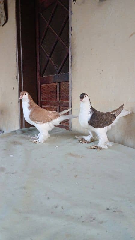 lahore Sherazi pigeon (Chichawatni) 4