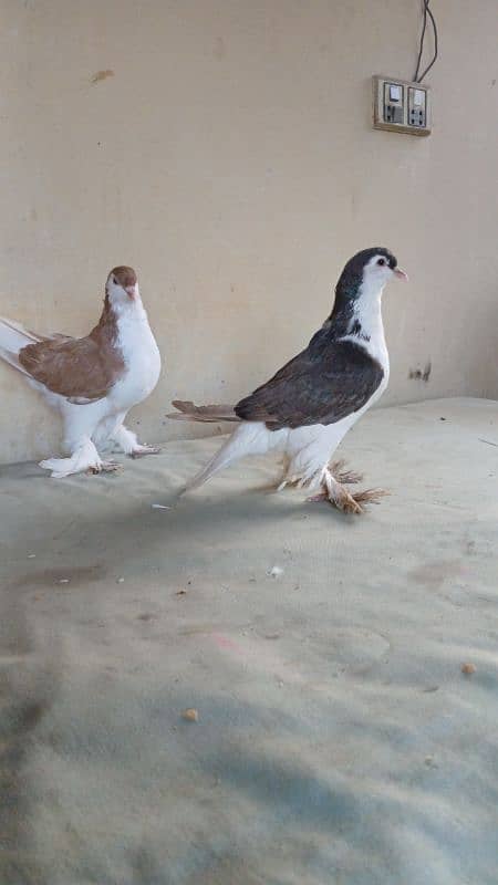 lahore Sherazi pigeon (Chichawatni) 5