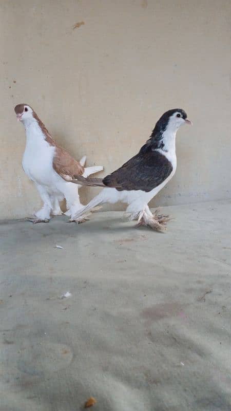 lahore Sherazi pigeon (Chichawatni) 6