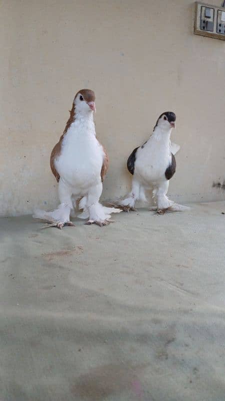 lahore Sherazi pigeon (Chichawatni) 7