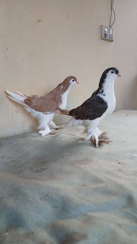 lahore Sherazi pigeon (Chichawatni) 8