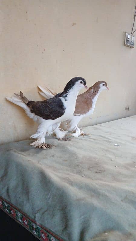 lahore Sherazi pigeon (Chichawatni) 9