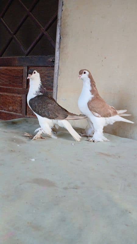 lahore Sherazi pigeon (Chichawatni) 10